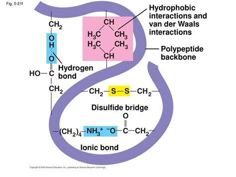 Fig 5 Un1 Carbon Amino Group Carboxyl Group Ppt Download