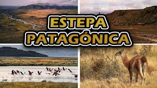 Descubre La Maravillosa Flora Y Fauna Del Litoral Argentino