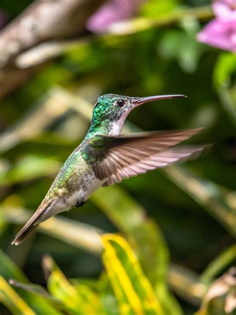 Violetear Espumante Verde E Azul Beija Flor Voando Ao Lado De Uma Bela