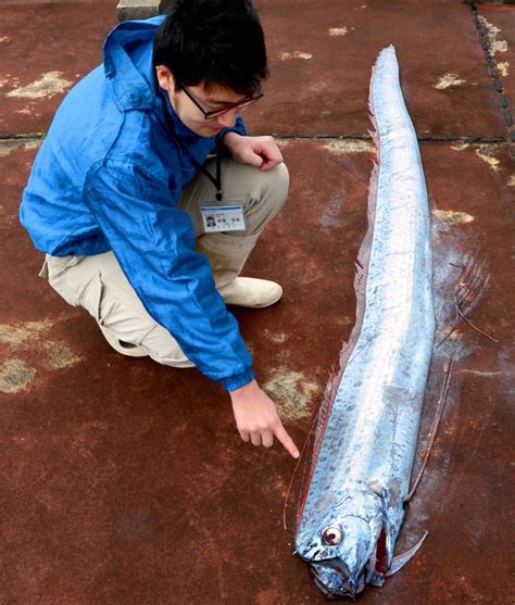 Ring of Fire: Deep-sea fish are rising to surface - warning sign of ...