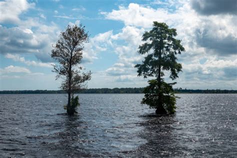 Great Dismal Swamp National Wildlife Refuge Stock Photos, Pictures ...