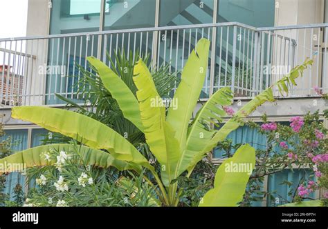 Musa Basjoo Banana Tree Hi Res Stock Photography And Images Alamy