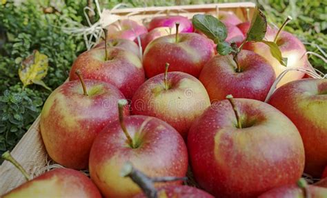 Harvesting Apples In Garden Autumn Harvest Season In Fruit Orchards