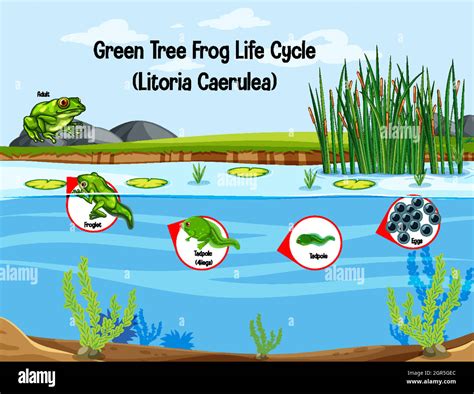 Green Tree Frog Life Cycle (Litoria Caerulea Stock Vector Image & Art - Alamy