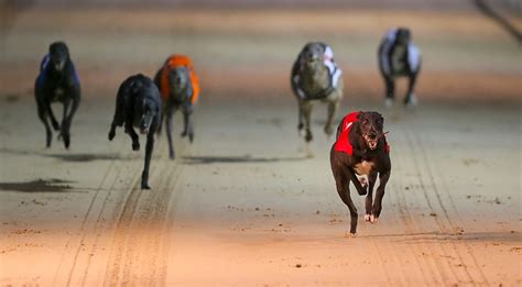 Best greyhound racing tracks in the world