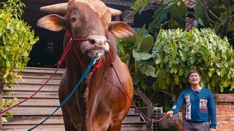 5 Artis Kurban Sapi Jumbo Untuk Iduladha Bobotnya Lebih Dari 1 Ton