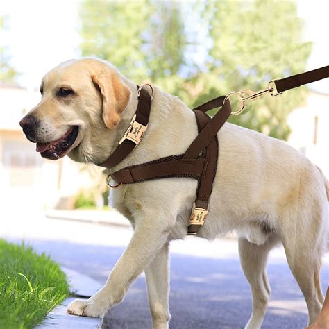 Conjunto Personalizado Coleira Peitoral Antipux O E Guia Para Cachorro