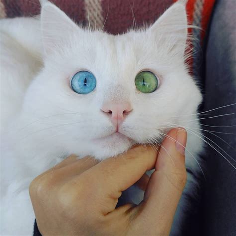 heterochromia-cat-cross-eyed-alos-6 | Catlov