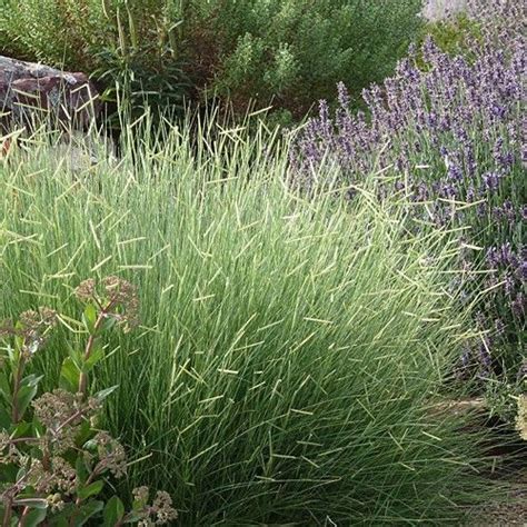 Blue Grama Native And Prairie Grass For Drought Tolerance And Xeriscape Landcaping