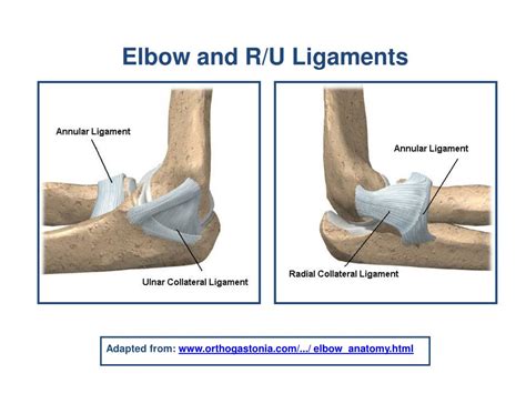 Ppt The Elbow Radioulnar Joints Powerpoint Presentation Free