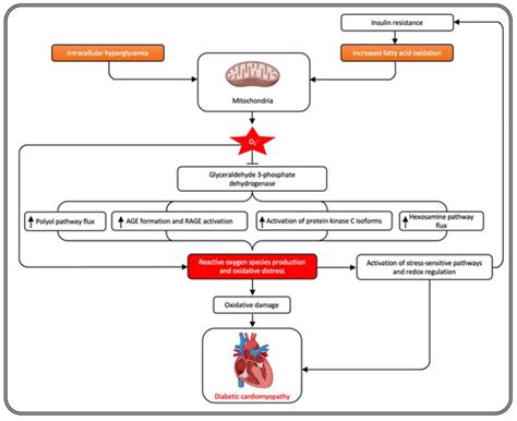 Antioxidants Free Full Text Role Of Oxidative Stress In Diabetic