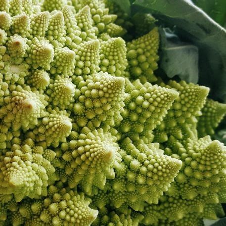 Couve Romanesco Uni Horta Da Maria