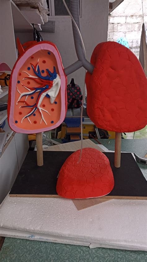 Maqueta Pulmones Artofit