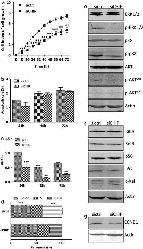 CHIP Silencing Inhibits Cell Growth Of DLD 1 Cells A The Cell Growth