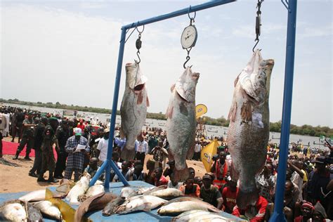 Culture Friday The Argungu Annual Fishing Festival See History