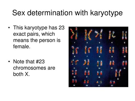 Human Genetics Part Ppt Download