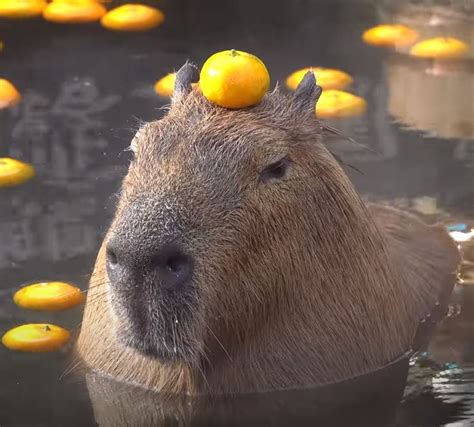 There's a place in Japan🇯🇵 where the capybaras roam and live!!!!!!! : r ...