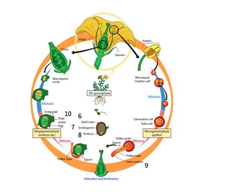 Solved QUESTION 2 (20 points) Below is a labelled Marchantia | Chegg.com