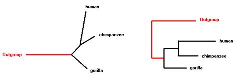 Unrooted Phylogenies