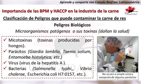 Importancia De Las Bpm Y Haccp En La Industria De La Carne Canadian Beef