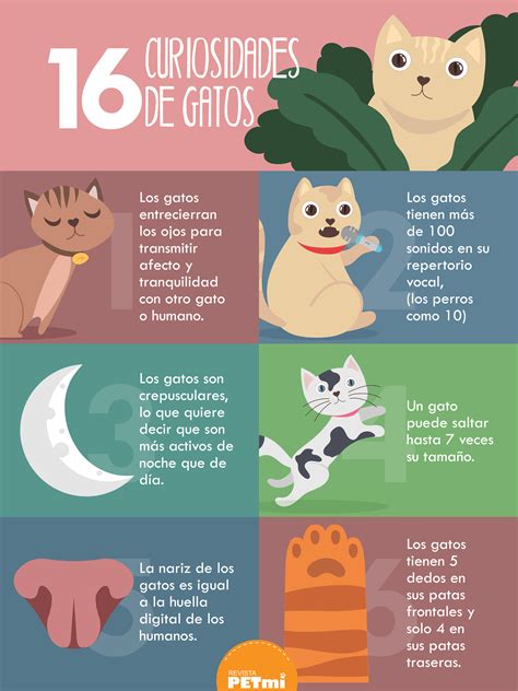 16 Curiosidades De Gato Revista Petmi Para Amantes De Mascotas