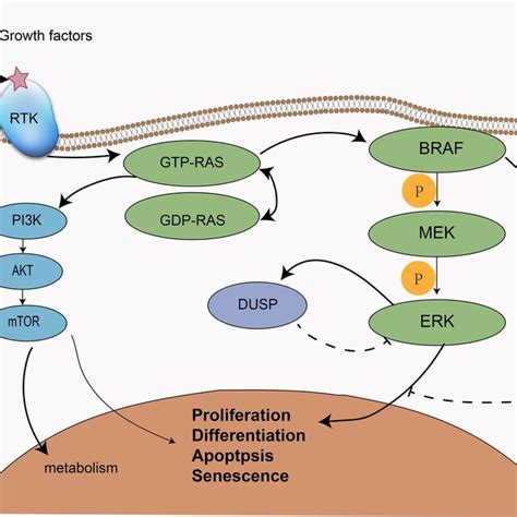 The Mapk And Pi Kaktmtor Signaling Pathways In Addition To