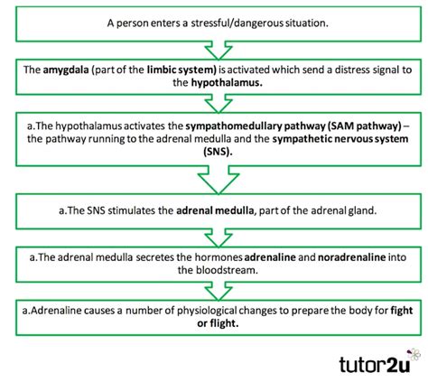 Biopsychology: The ‘Fight or Flight’ Response Explained | Reference Library | Psychology | tutor2u