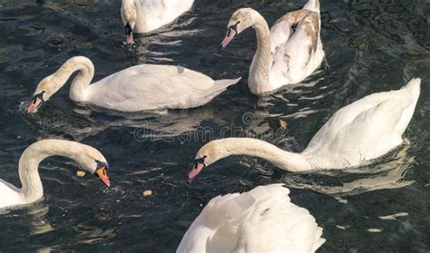 Grupo De Cisnes Imagen De Archivo Imagen De Cielo Lago 18042869