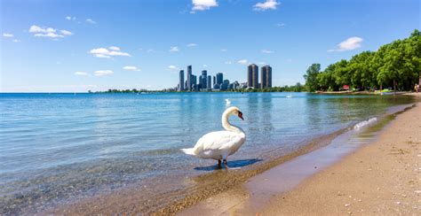 Toronto beach unsafe for swimming due to high E. coli levels | News