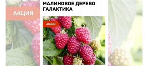 Малиновое дерево"(штамбовая малина) купить в Вологде | Товары для дома ...