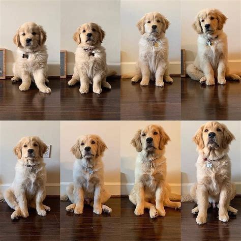 Golden Retriever Puppy Size Chart