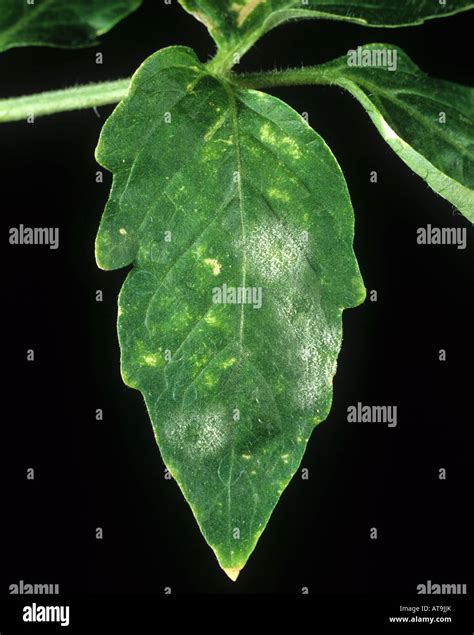 Tomato Powdery Mildew