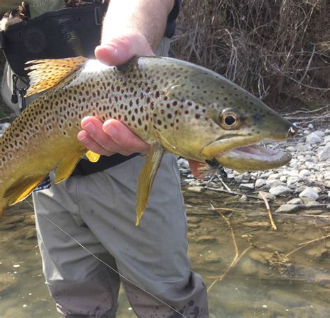 Tenkara Fishing Report | The Owyhee River