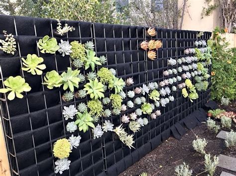 Santa Monica Succulent Living Wall Florafelt Living Wall Systems