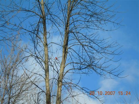 Bois De LÎle Bizard Nature Park Canada Quebec Photo Essay