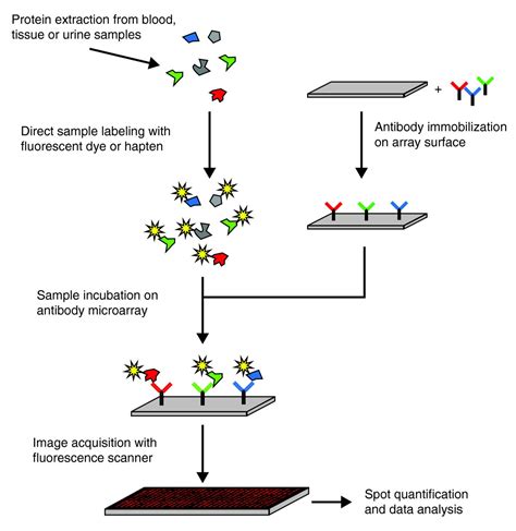 Oncoproteomic Profiling With Antibody Microarrays Genome Medicine