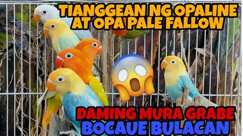 Pinaka Murang Bilihan Ng Opaline Sa Bocaue Bulacan Daming Mura My Opa