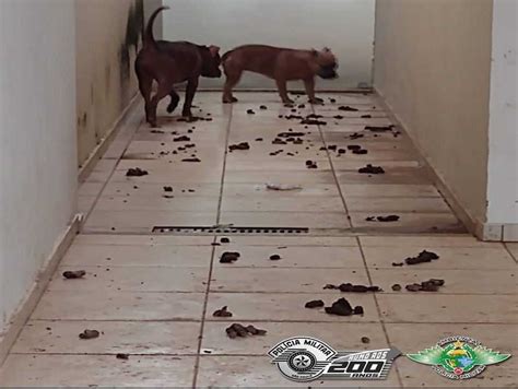 Cães são encontrados entre fezes e tutor é multado em Votuporanga SP