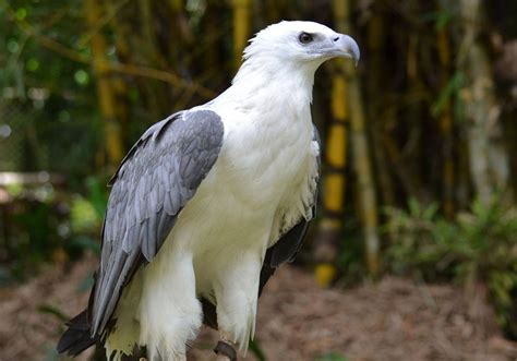 White Bellied Sea Eagle Lombok Wildlife Park