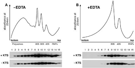 Pdf The Wilms Tumour Protein Wt1 Shuttles Between Nucleus And