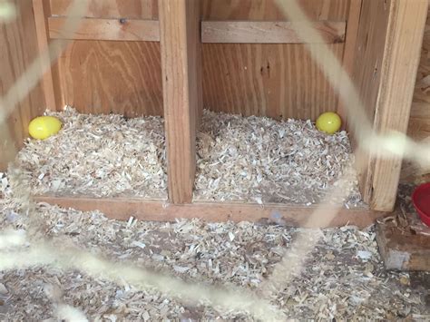 How Much Pine Shavings Should You Put Into The Nesting Box Backyard