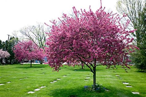 Malus Sp Prairifire Prairifire Crabapple Picture Detail