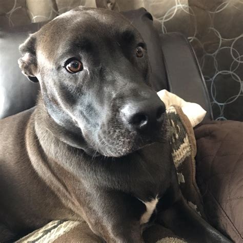 half labrador half pitbull