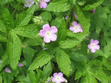 A Guide To Part Sun Perennials Thriving In Partial Sunlight Bright