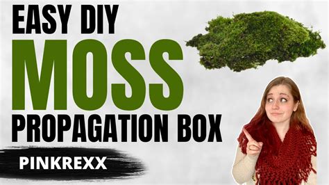 Easy Diy Moss Propagation Box Grow Your Own Moss With This Upcycled