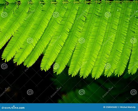 Cha Leaves Are Arranged In Row Stock Photo Image Of Abstract Green