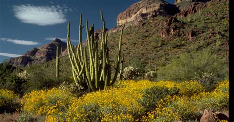 Organ Pipe Cactus National Monument National Park Foundation