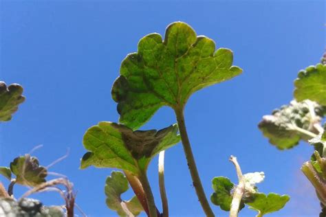 Herbicida Dicamba Para Creeping Charlie Consejos Adicionales Para