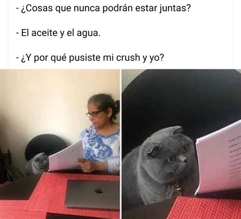Los Mejores Memes Del Gato Gris Regañado Solo En Venezuela