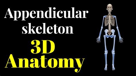 Appendicular Skeleton D Animation Human Anatomy Axial And